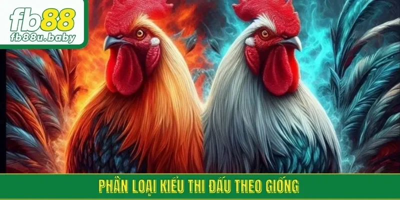 Đá gà Savan phân loại kiểu thi đấu theo giống gà
