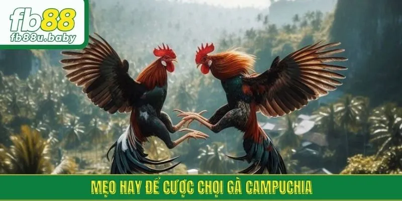 Mẹo hay để cược chọi gà Campuchia